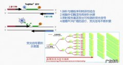 科普核酸检测的原理到底是什么 核酸检测的基本原理是什么