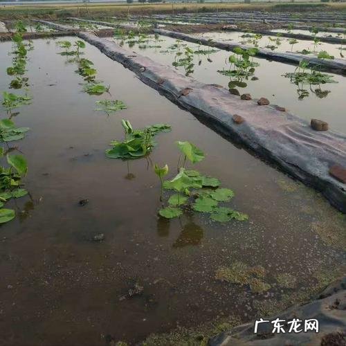 藕池专用膜效果怎么样 莲藕池专用膜是什么样的