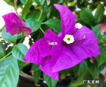 三角梅的气味是什么味道