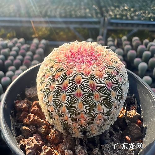 仙人球可以吸收电脑辐射吗