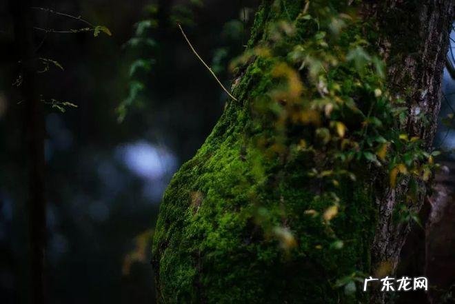 复照青苔上的上一句