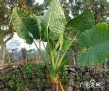 野芋头的功效与作用