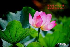 映日荷花别样红的上一句