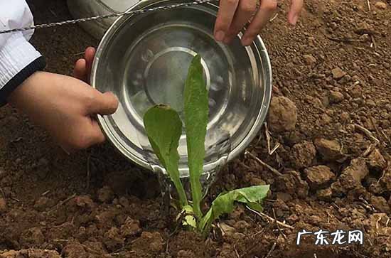 劳动节祝福语发给导师2024