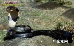 饭铲头是什么蛇