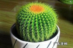 仙人球的介绍及特点