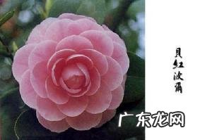 贝斯隆红波的红皮是什么