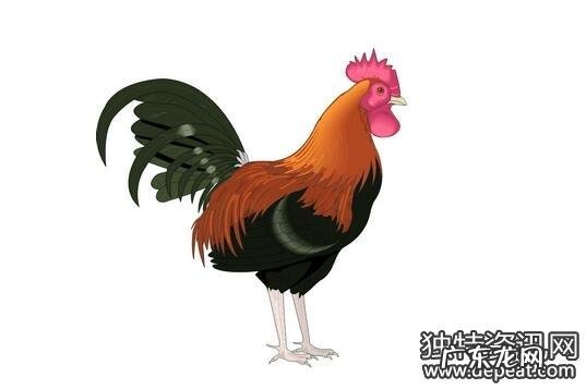 属鸡的人最佳职业