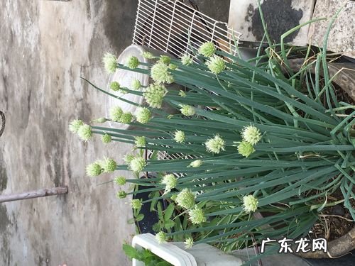 葱长了花苞还可以吃吗