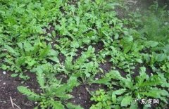 荠菜的功效与作用