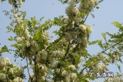 又槐的寓意
