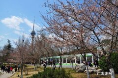 北京樱花公园在哪里