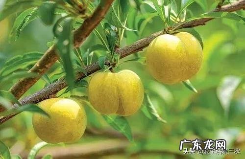 今年的李子价格是多少 黄金李子价格是多少钱一斤
