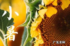 130句 有关小暑节气的文案说说