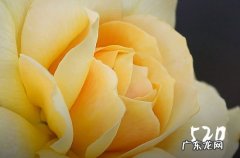 精选100句 2024情人节祝福语送女生