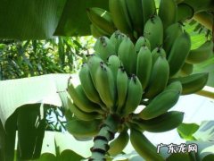 芭蕉是水果还是蔬菜