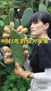 仙人掌果的功效与作用