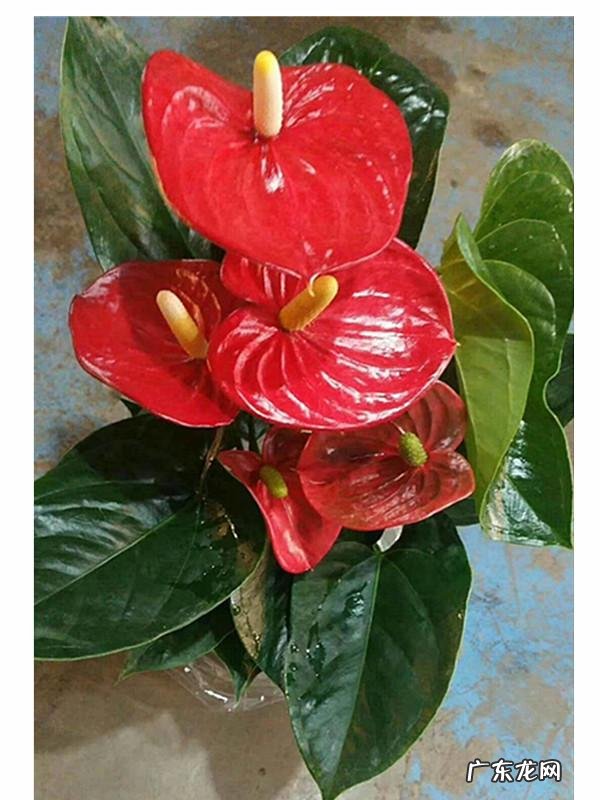 客厅养什么花好最好 客厅养啥花比较好