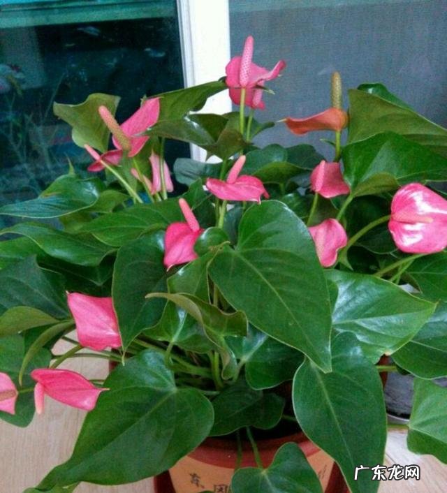 客厅养什么花好最好 客厅养啥花比较好