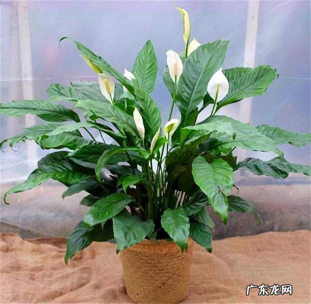 客厅养什么花好最好 客厅养啥花比较好