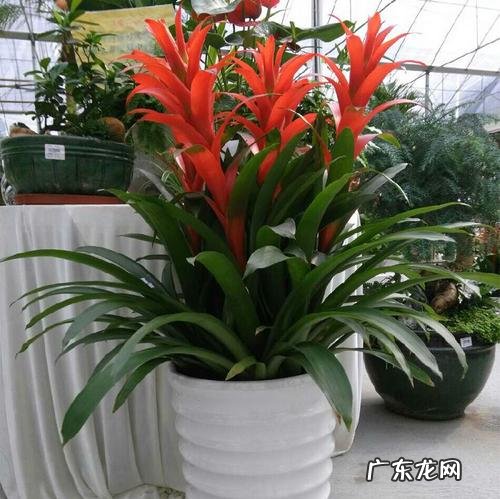 客厅养什么花好最好 客厅养啥花比较好