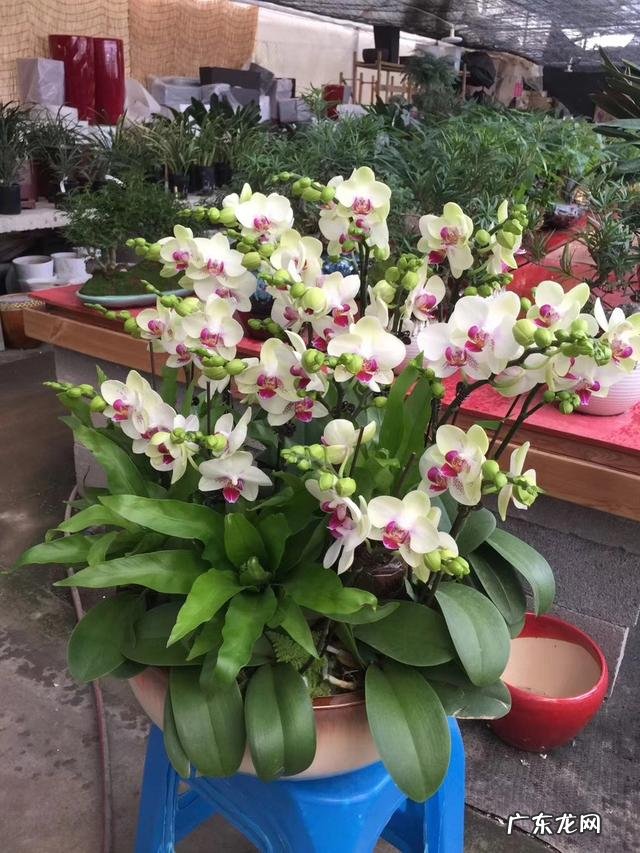 哪种花摆在客厅里好看又好养 客厅里放什么花好看又好养