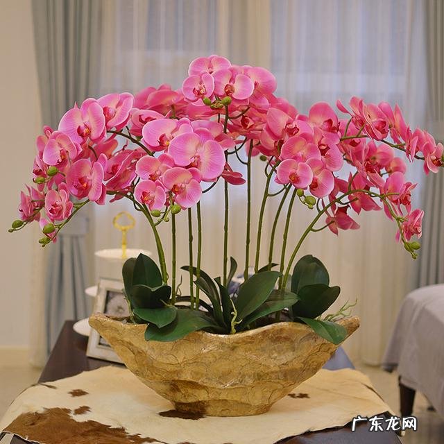 哪种花摆在客厅里好看又好养 客厅里放什么花好看又好养