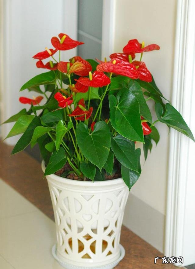 哪种花摆在客厅里好看又好养 客厅里放什么花好看又好养