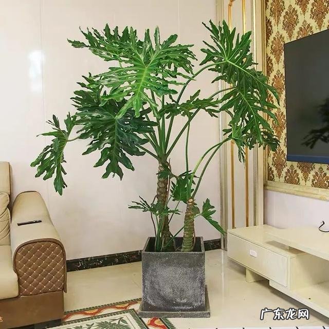 客厅放什么花比较好养 客厅放什么花比较好