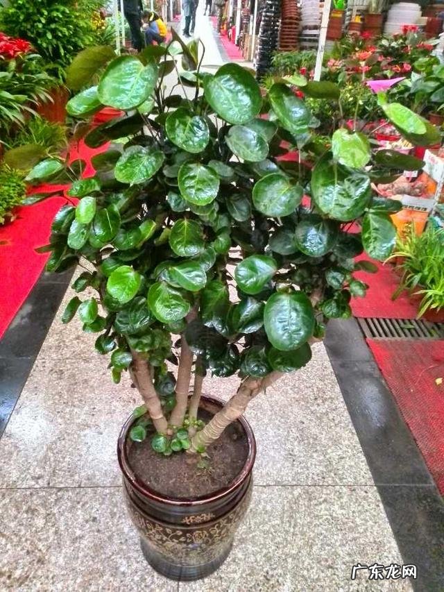 客厅放什么花比较好养 客厅放什么花比较好