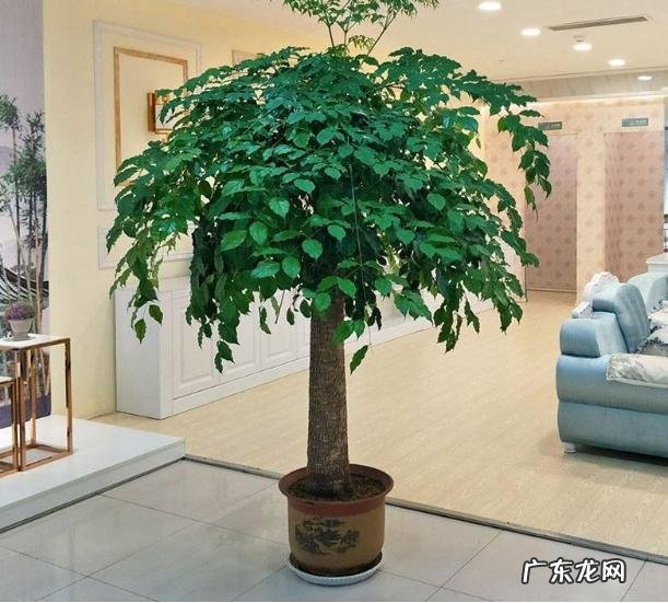 客厅放什么花比较好养 客厅放什么花比较好