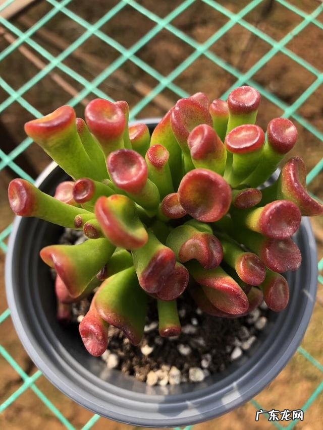 客厅放什么花比较好养 客厅放什么花比较好