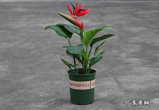 客厅放什么花比较好养 客厅放什么花比较好