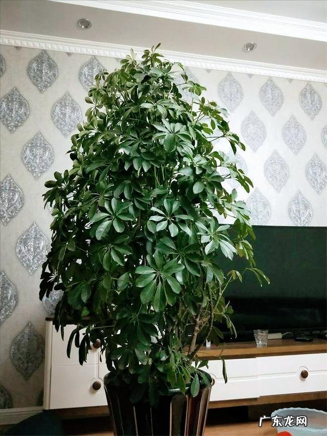 客厅放什么花比较好养 客厅放什么花比较好