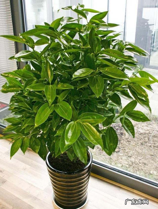 客厅放什么花比较好养 客厅放什么花比较好