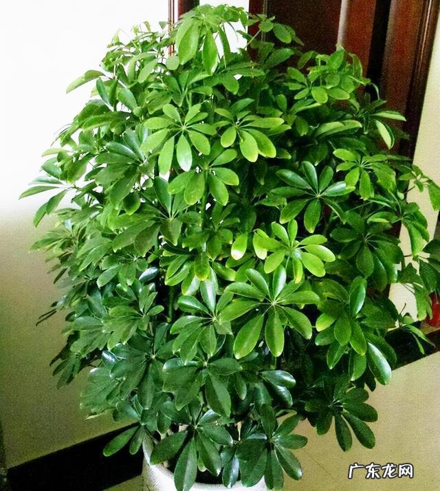 客厅放什么花比较好养 客厅放什么花比较好