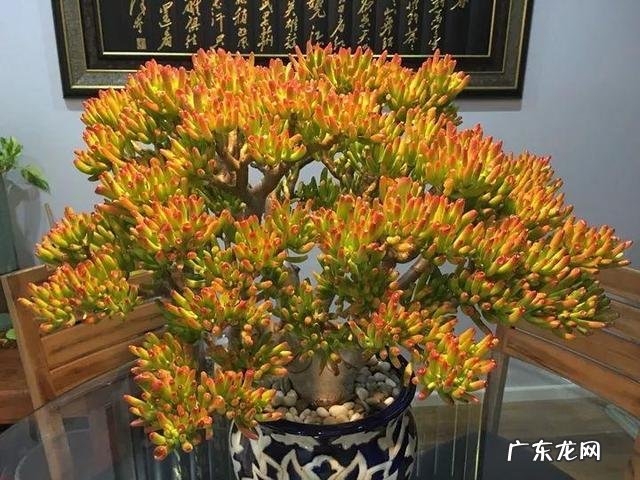 客厅放什么花比较好养 客厅放什么花比较好