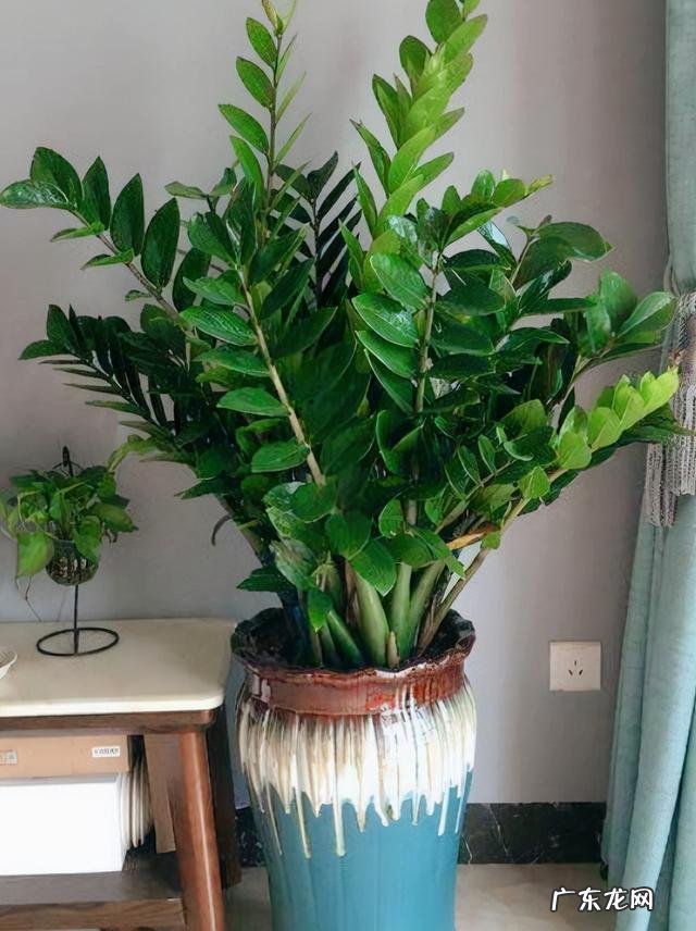 客厅放什么花比较好养 客厅放什么花比较好