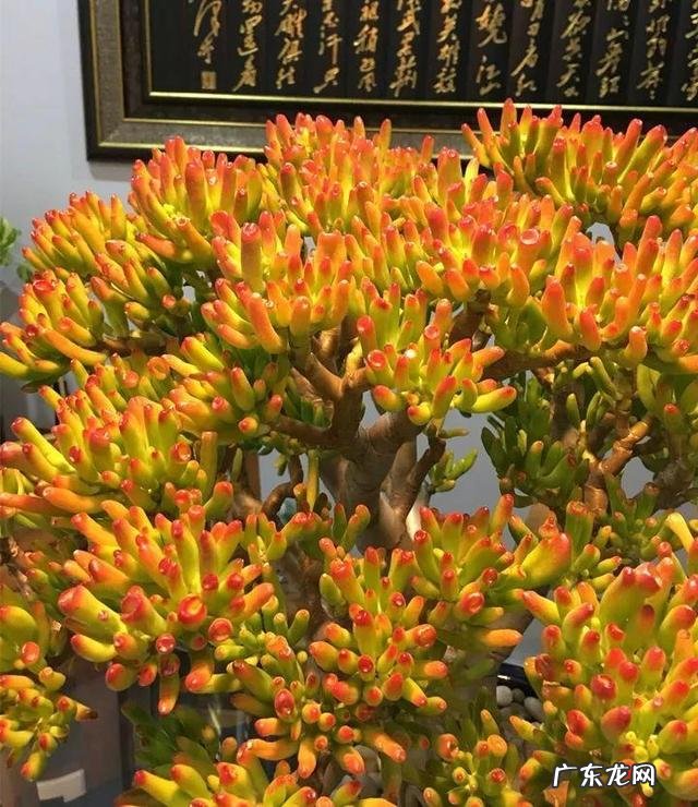 客厅放什么花比较好养 客厅放什么花比较好