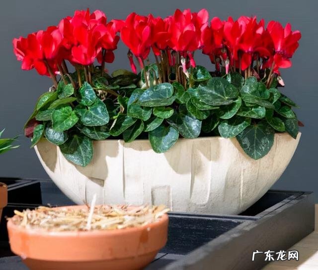 客厅放什么绿植物最好 客厅放什么绿植比较好看