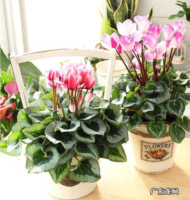 客厅放什么绿植物最好 客厅放什么绿植比较好看