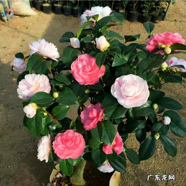 客厅放什么绿植物最好 客厅放什么绿植比较好看