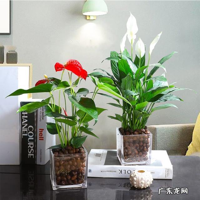 客厅放什么绿植物最好 客厅放什么绿植比较好看