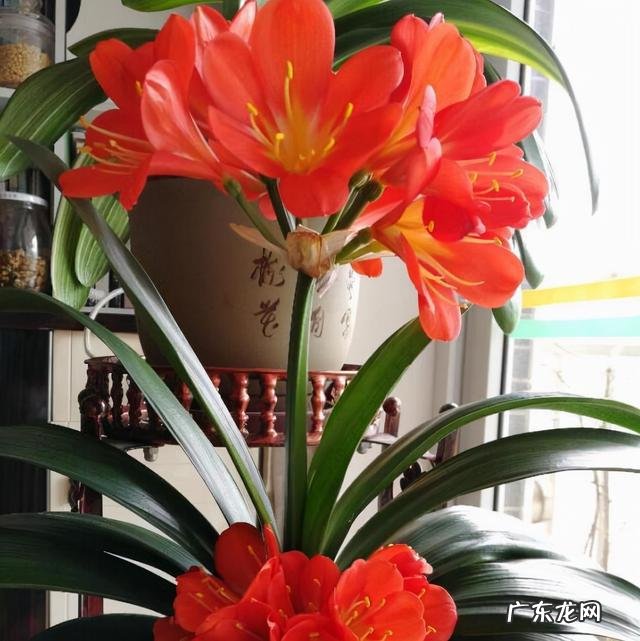 客厅放什么绿植物最好 客厅放什么绿植比较好看