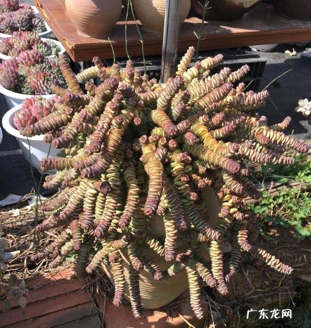 客厅适合养什么绿植物 客厅放什么绿植好看又好养