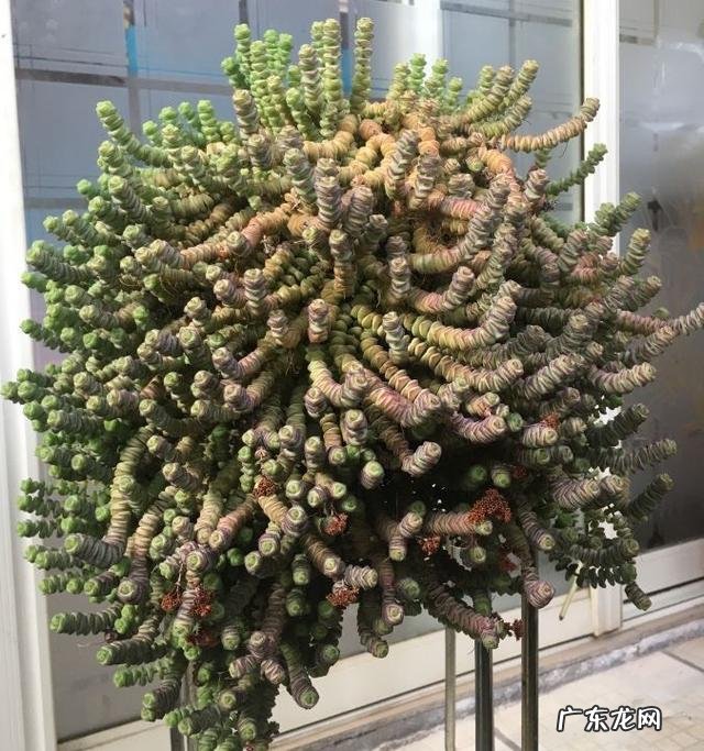 客厅适合养什么绿植物 客厅放什么绿植好看又好养