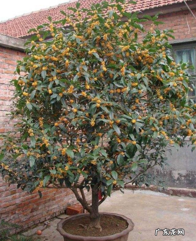 客厅适合养什么绿植物 客厅放什么绿植好看又好养