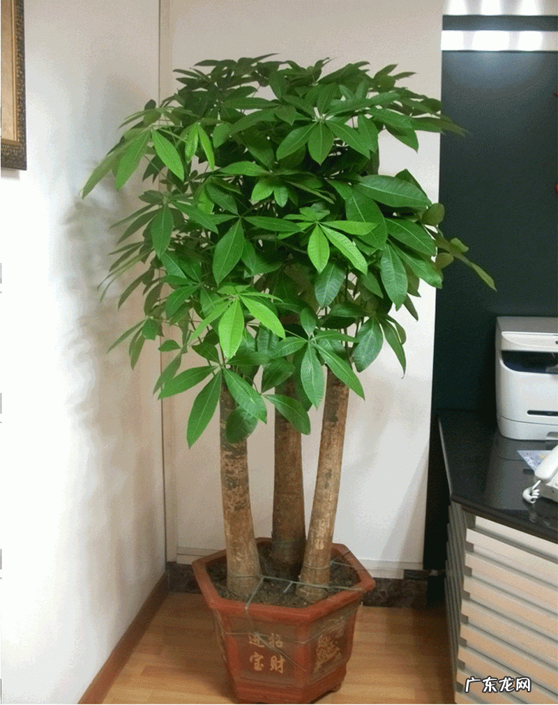 客厅适合养什么绿植物 客厅放什么绿植好看又好养