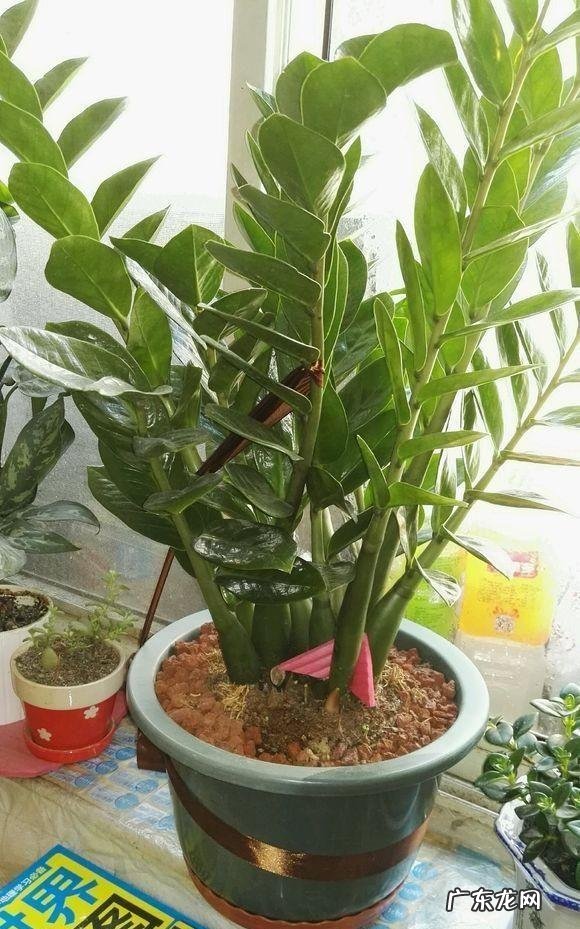 客厅适合养什么绿植物 客厅放什么绿植好看又好养