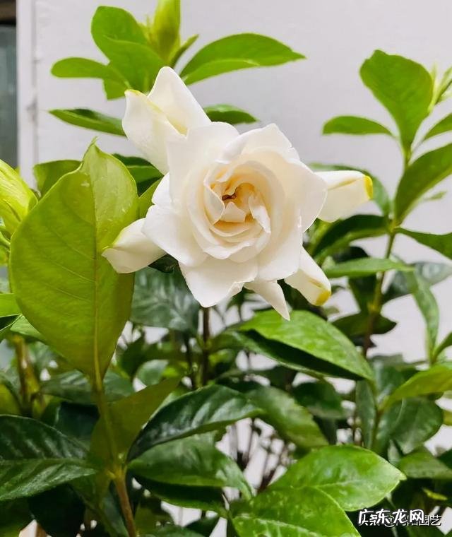 室内养什么带香味的花好 适合客厅养的带香味的花